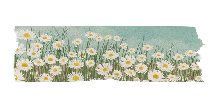 daisy