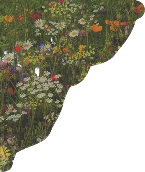 wildflowers